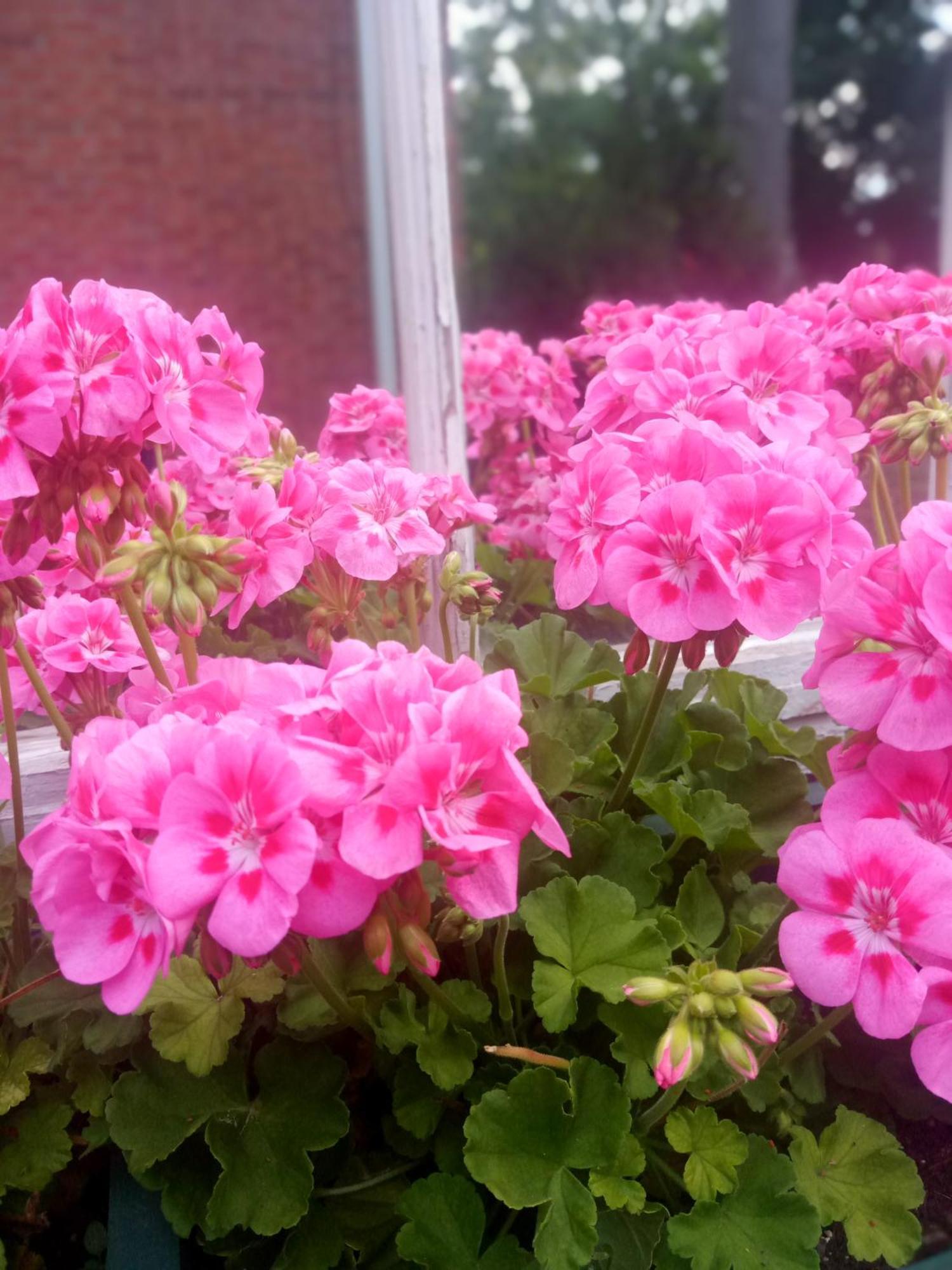Niagara-on-the-Lake Blairpen House Country Inn المظهر الخارجي الصورة